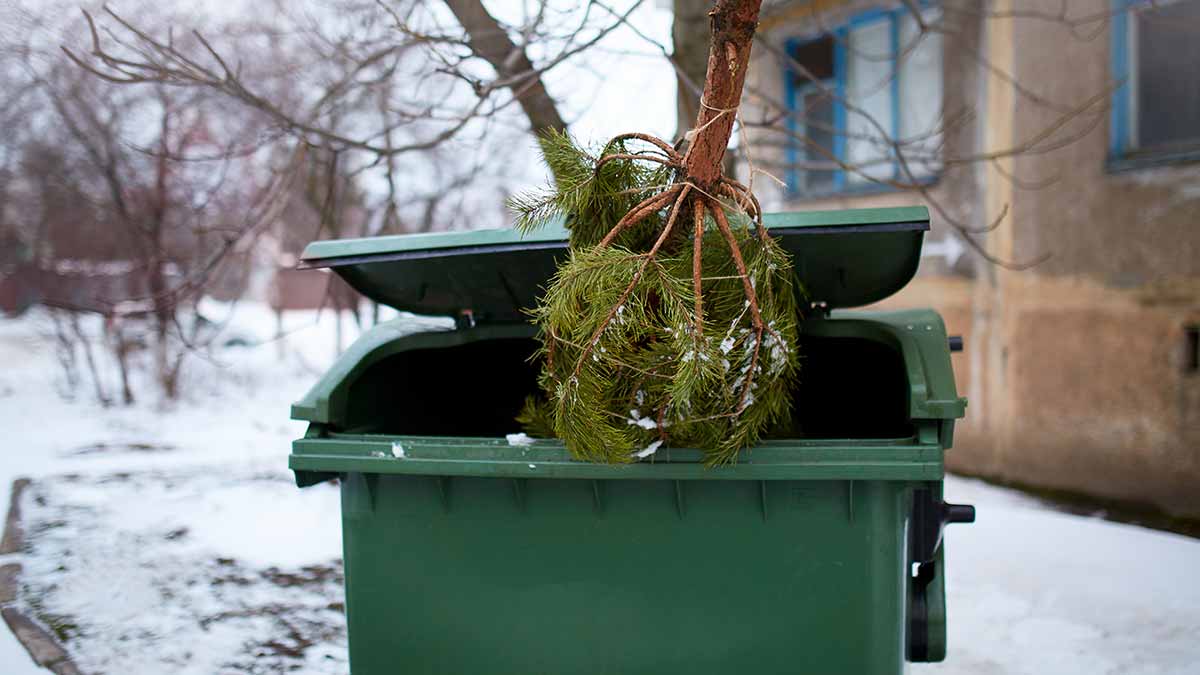 Christmas Tree Recycling in Houston, TX Maid Zen Cleaning Service