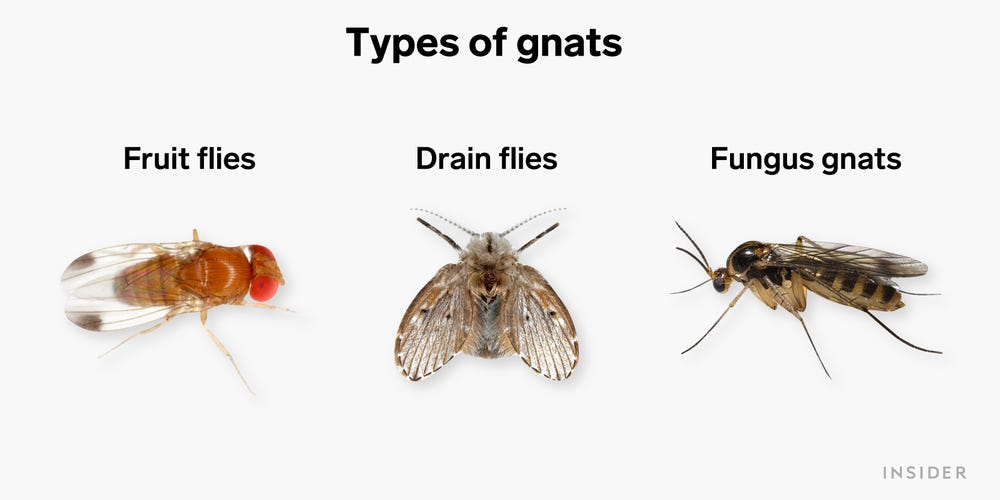 Different Types Of Gnats 